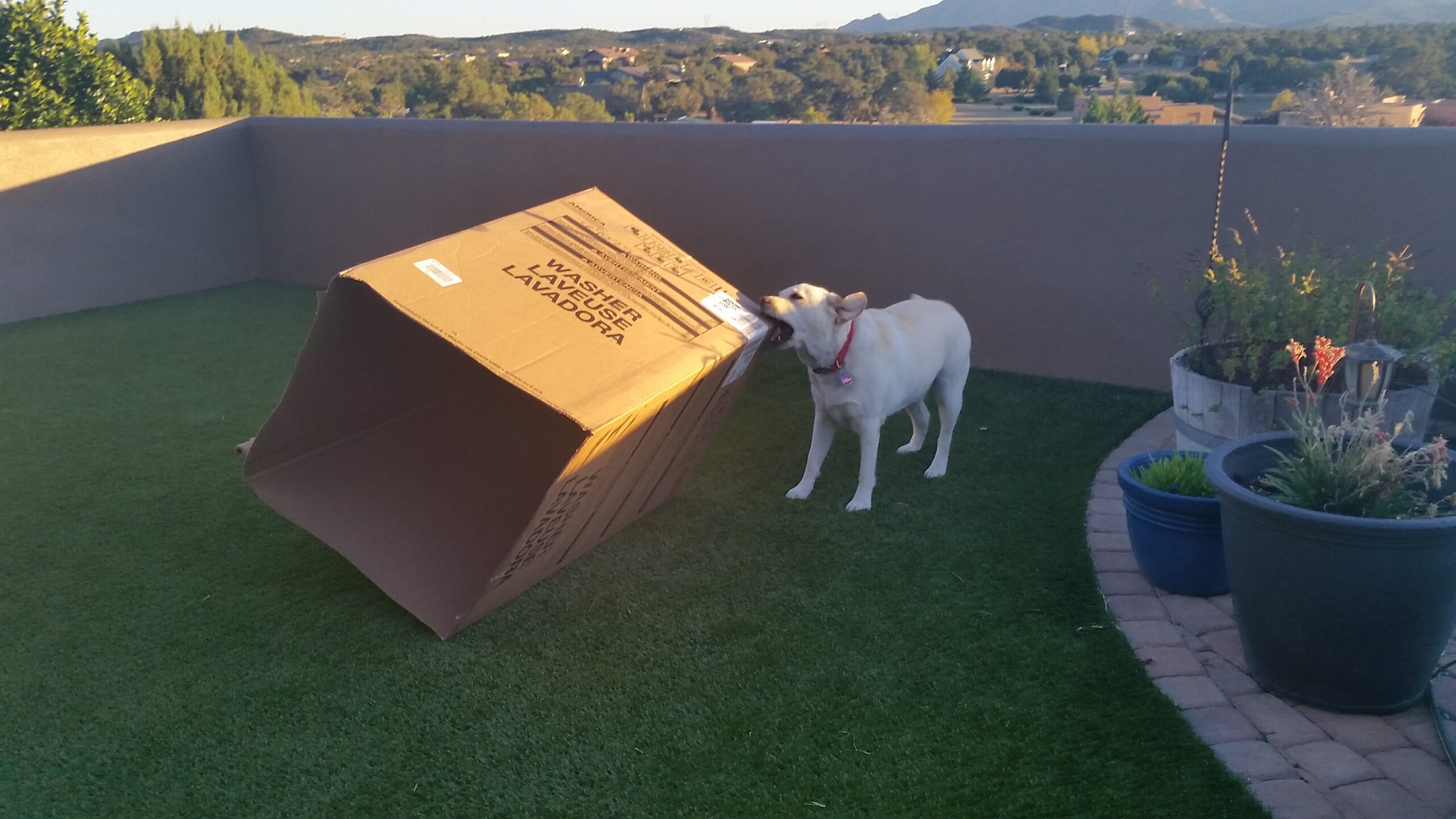 Home and pet sitting services by Karla